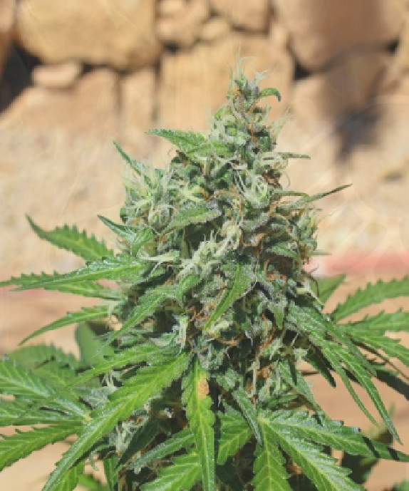 Cheese Exodus Cannabis Seeds