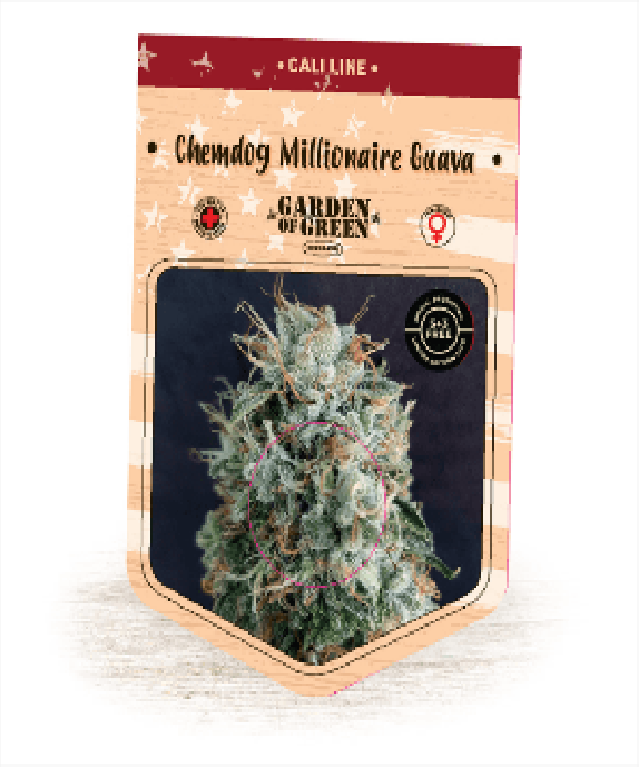 Chemdog Millionaire Guava Cannabis Seeds