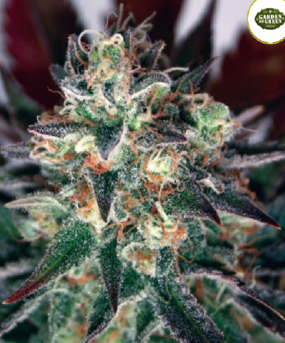 Critical Relief CBD Cannabis Seeds
