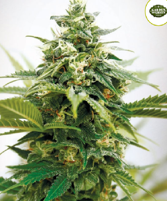 Critical XXL Cannabis Seeds