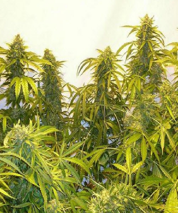 Black Samba SuperAuto By Stitch Cannabis Seeds