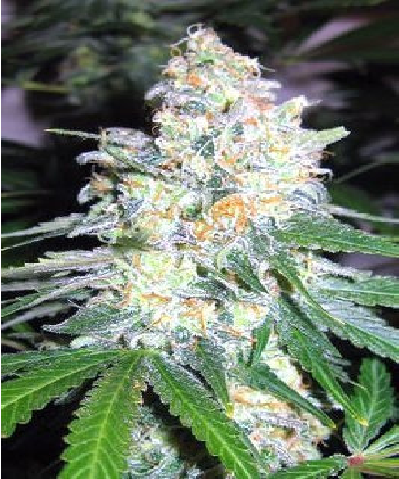 Diesel Berry Cough Cannabis Seeds