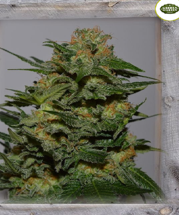 Green Crack Cannabis Seeds