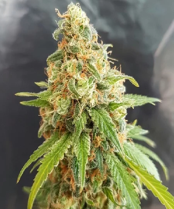 Kosher Kush Cannabis Seeds