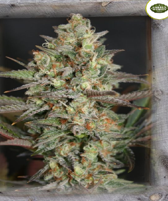 Kush Mass Cannabis Seeds