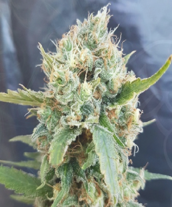 Nicole Kush Cannabis Seeds