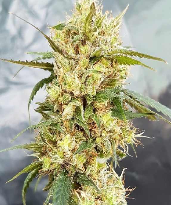 Sour Tangie Cannabis Seeds
