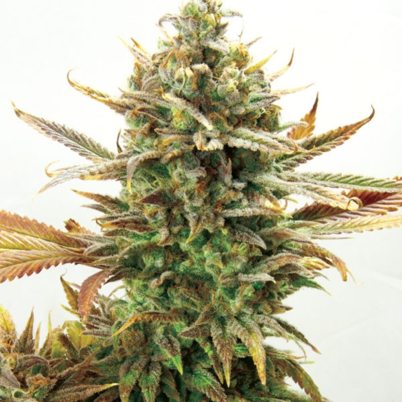 Super Critical Bud CBD Cannabis Seeds