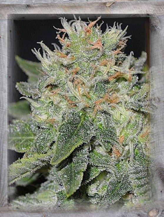 Super Skunk Kush Cannabis Seeds