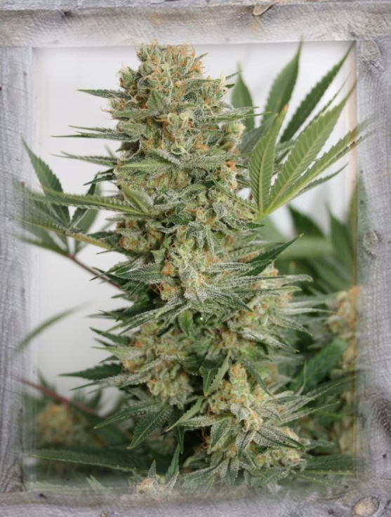 Sweet Russian Cannabis Seeds