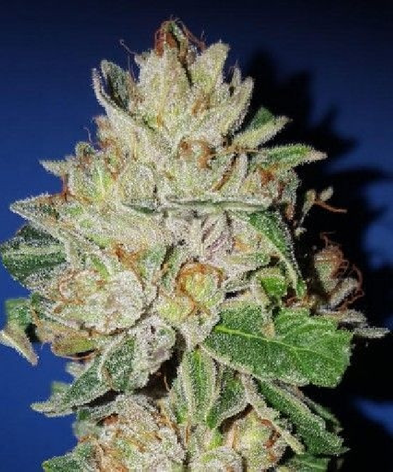 Violet Kush Cannabis Seeds