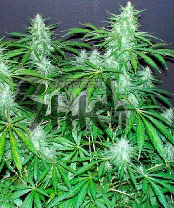 Bubble Hash SuperAuto By Stitch Cannabis Seeds