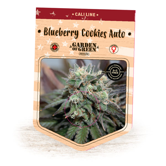 Blueberry Cookies Autos Cannabis Seeds