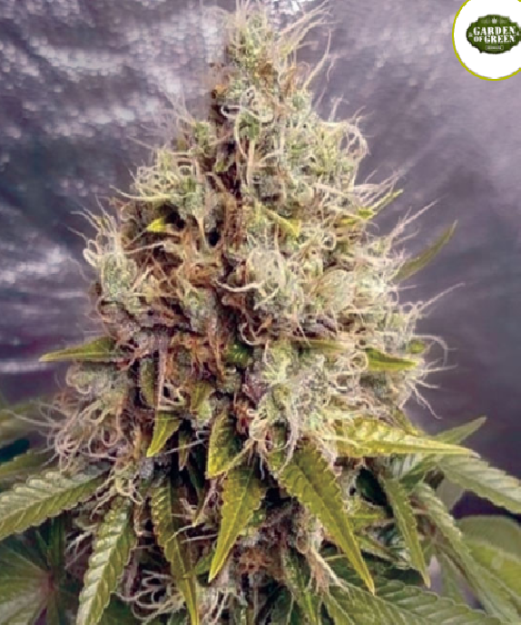 Kush Mass Auto Cannabis Seeds