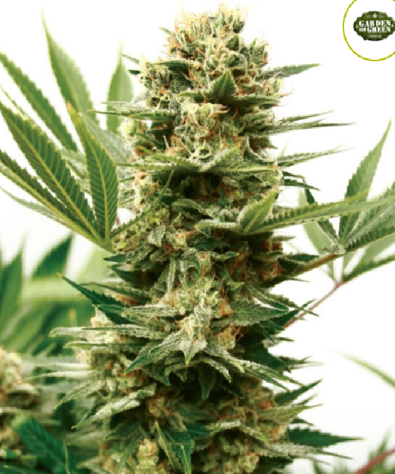 Mass Shooter Auto Cannabis Seeds