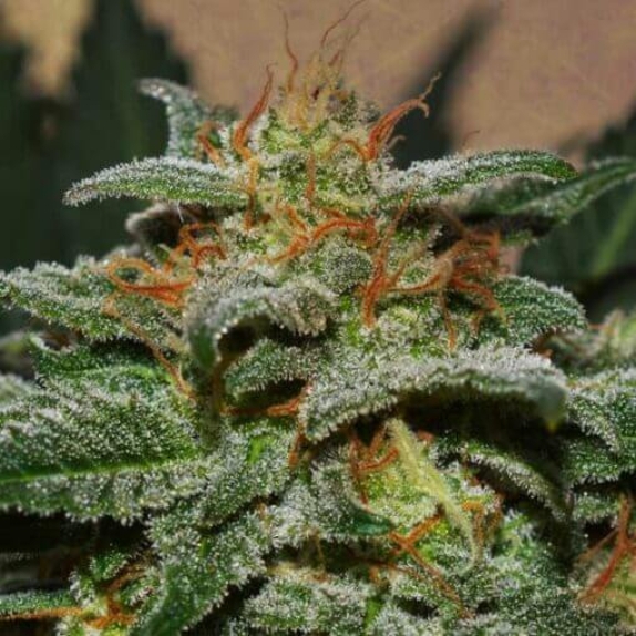 Sweetberry Cough Auto Cannabis Seeds