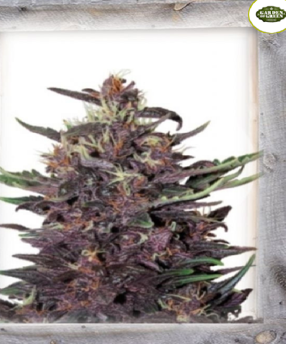 Violet Kush Auto Cannabis Seeds