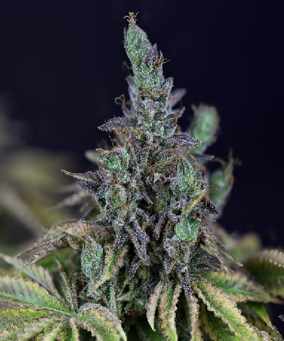 Gelato OG Auto Feminised Cannabis Seeds