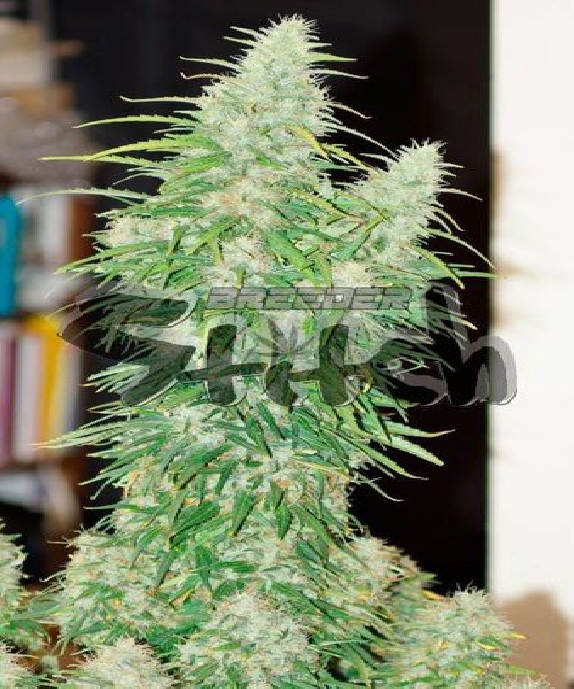 Chaze SuperAuto Cannabis Seeds