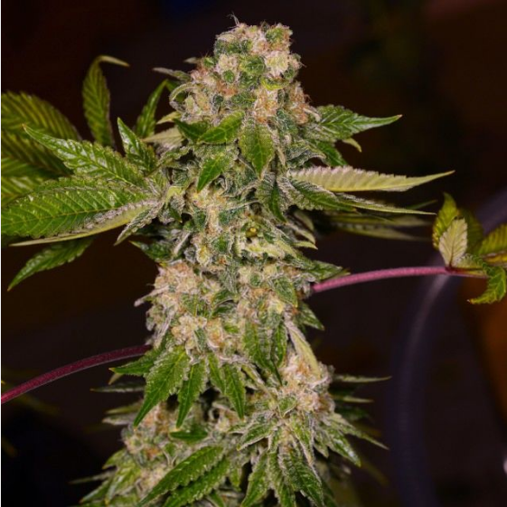 Rainbow Wreck Cannabis Seeds