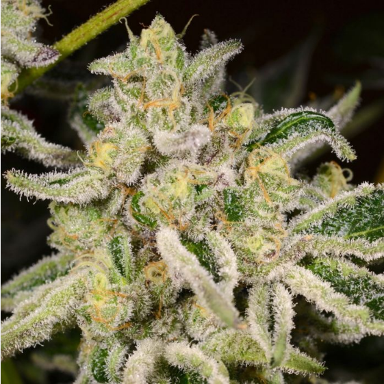 Citrus Rush Cannabis Seeds