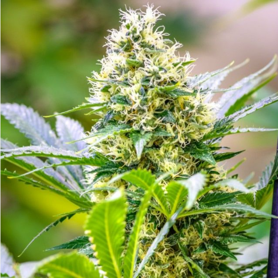 Strawberry Diesel x C99  Cannabis Seeds