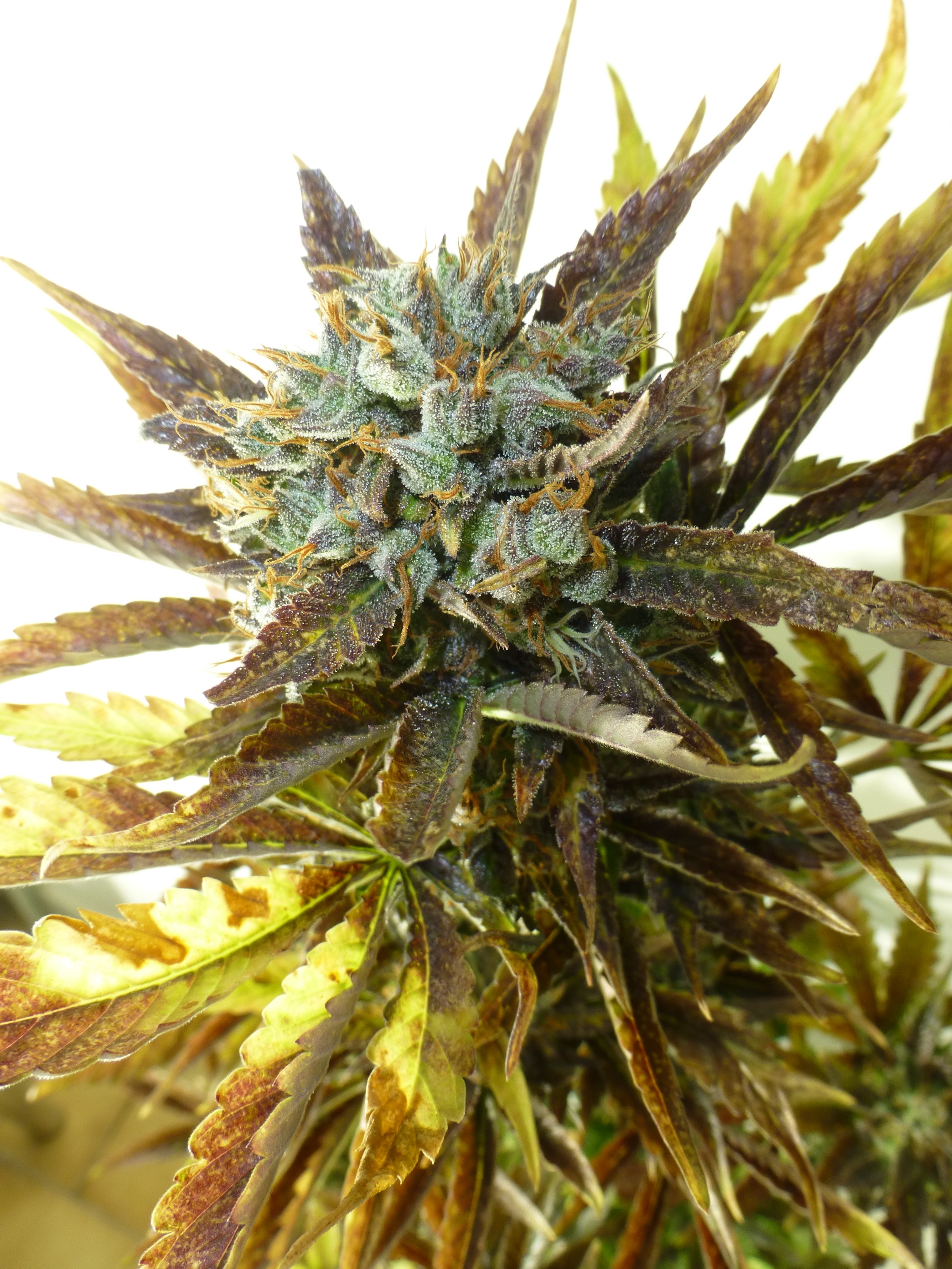 Chazy Cannabis Seeds