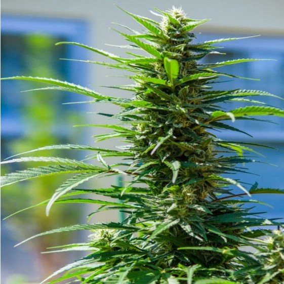 Rosetta Stone XX  Cannabis Seeds