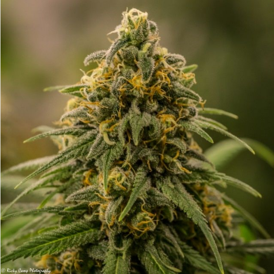 Apollo XX Cannabis Seeds