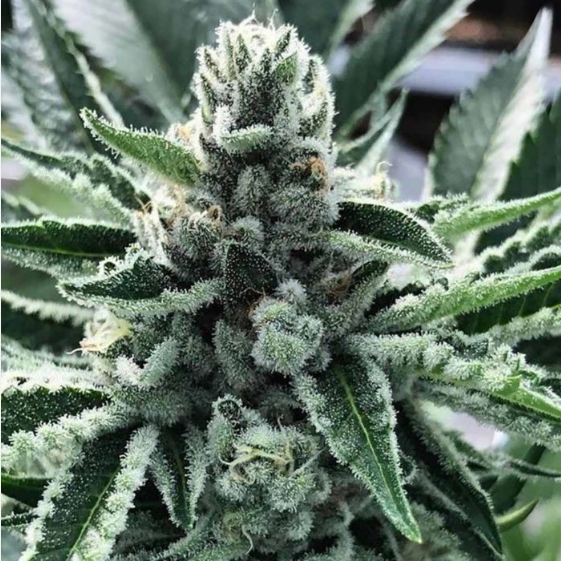 King Mamba Cannabis Seeds