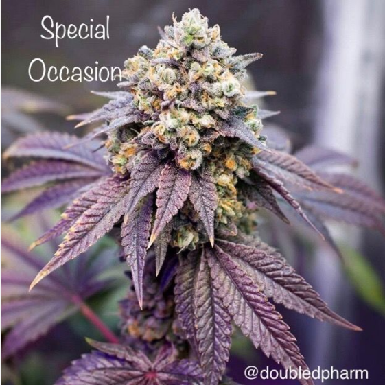 Special Occasion  Cannabis Seeds