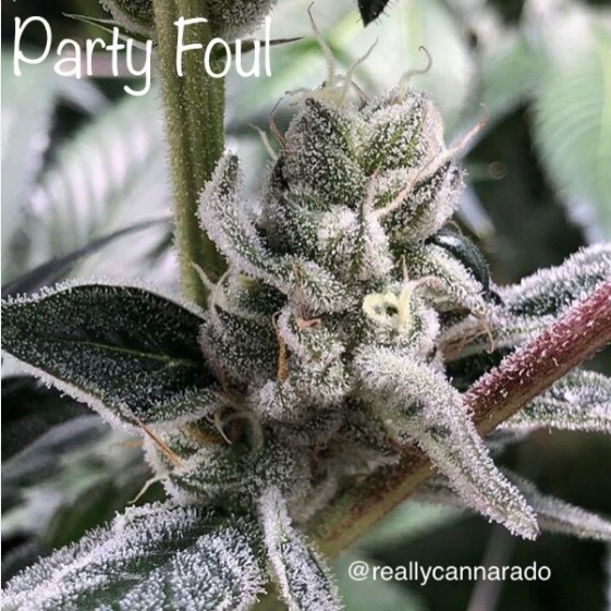 Party Foul Cannabis Seeds