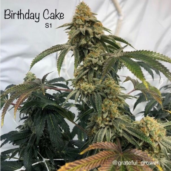 Birthday Cake S1 Cannabis Seeds