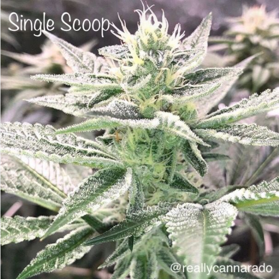 Single Scoop Cannabis Seeds