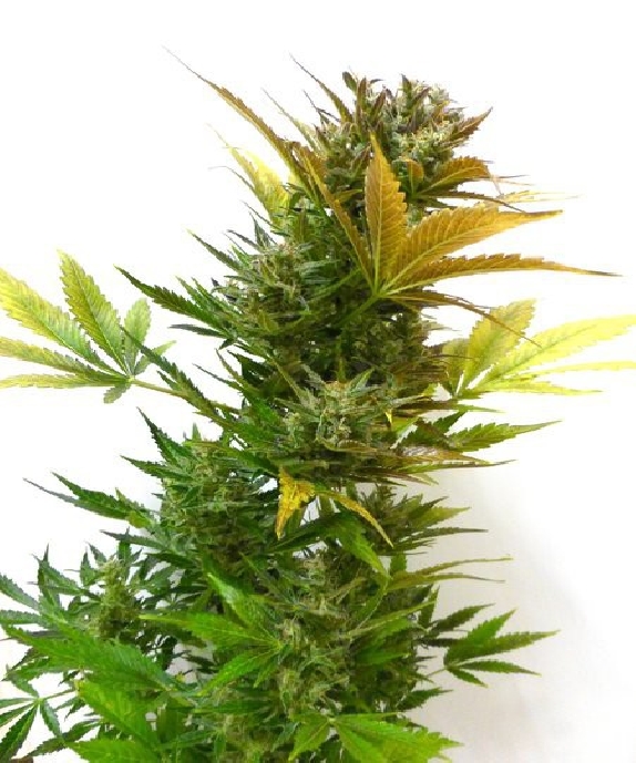 Cobra Auto Cannabis Seeds