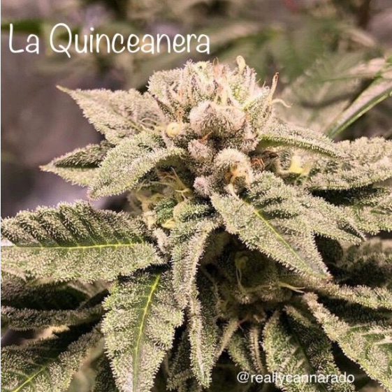 La Quinceanera Cannabis Seeds