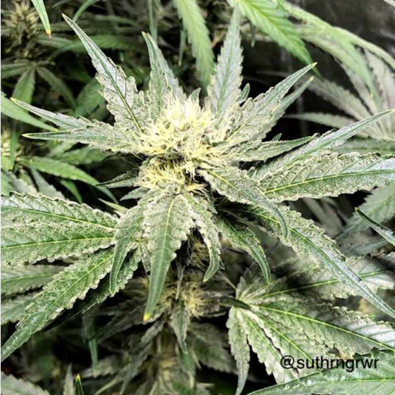 Sour Sundae Cannabis Seeds