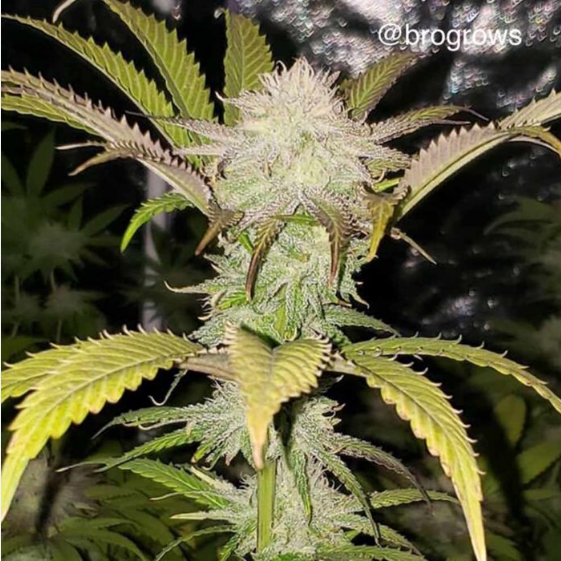 Apple Sundae  Cannabis Seeds