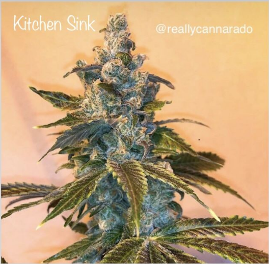 Kitchen Sink Cannabis Seeds