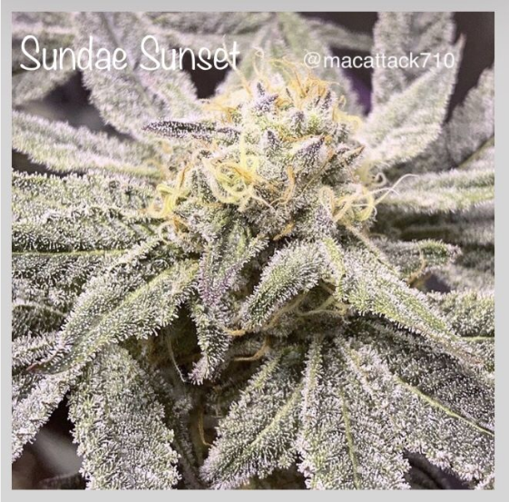 Sundae Sunset Cannabis Seeds