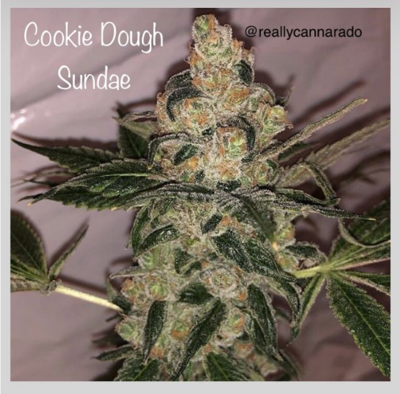 Cookie Dough Sundae Cannabis Seeds