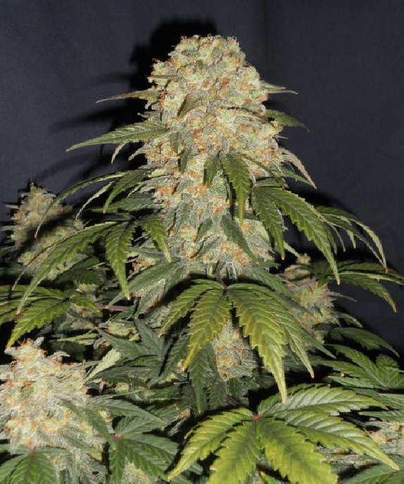 Cobra Auto Cannabis Seeds