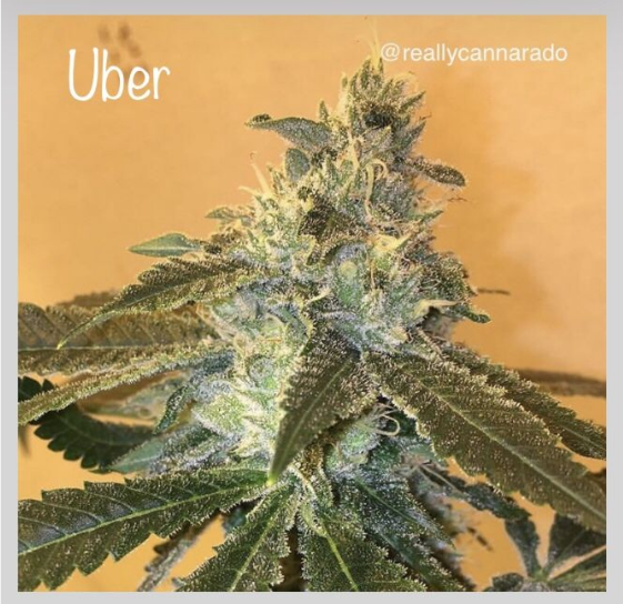 Uber (Cannarado Genetics) Cannabis Seeds