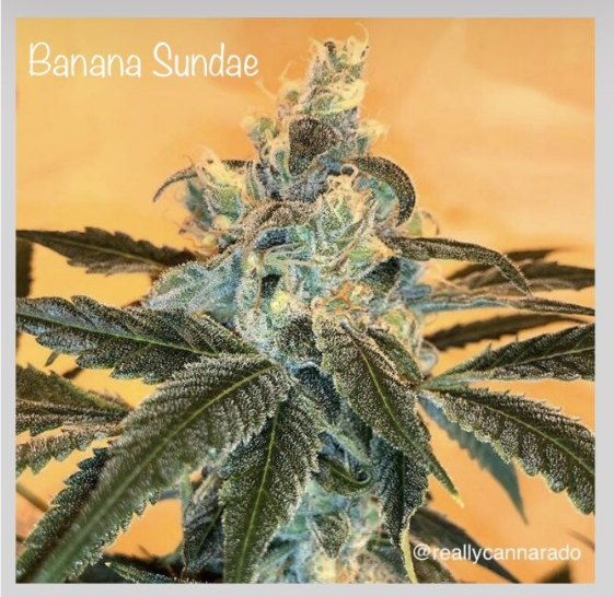 Banana Sundae Cannabis Seeds