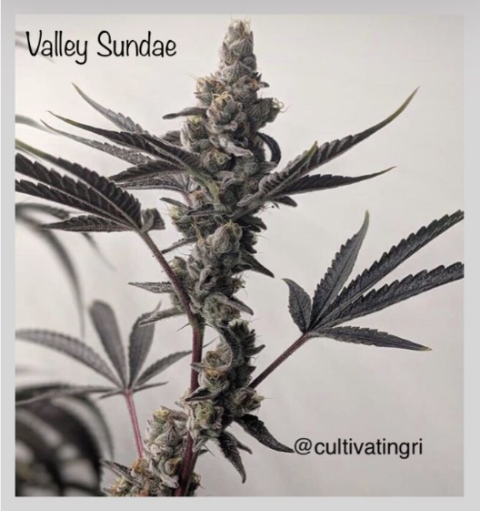 Valley Sundae  Cannabis Seeds