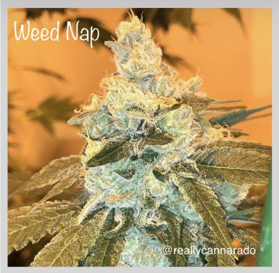 Weed Nap Cannabis Seeds