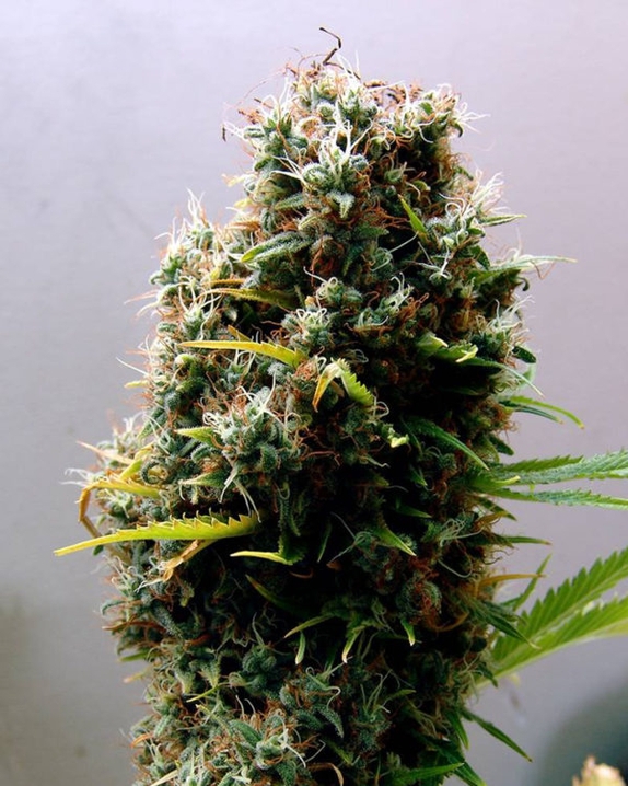 Kushadelic Feminised Cannabis Seeds