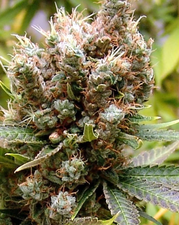 Somalicious Feminised Cannabis Seeds