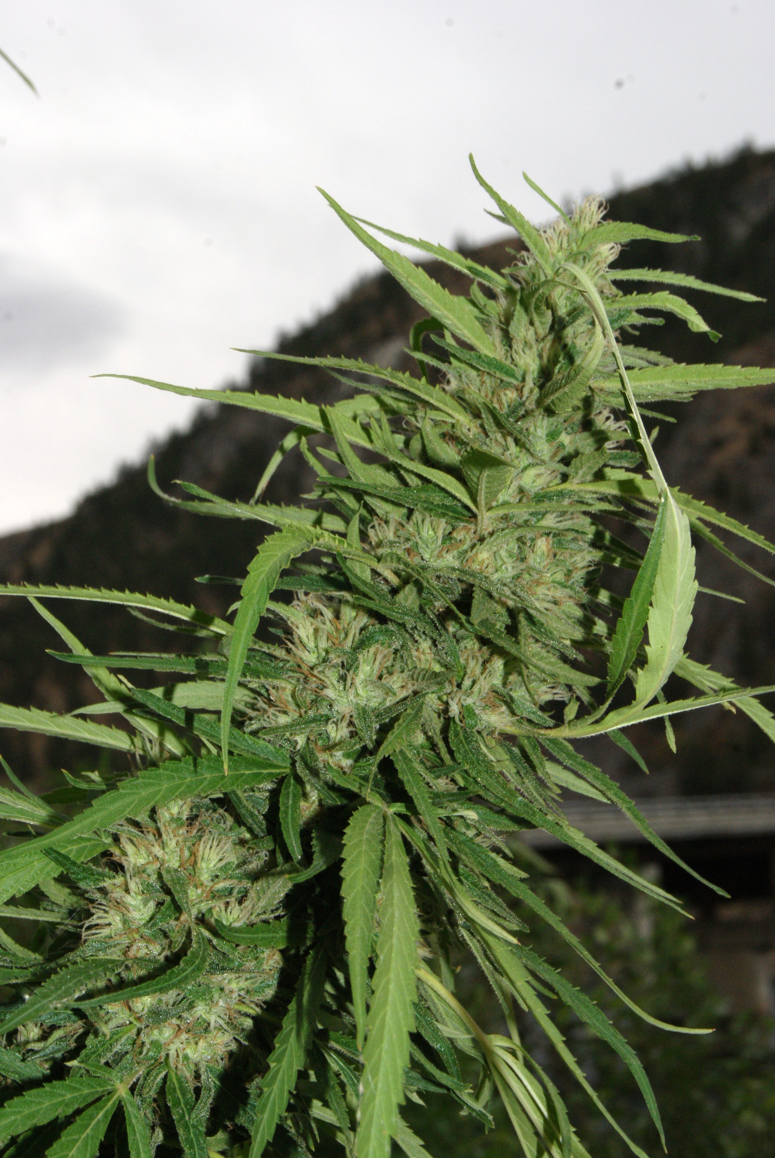 Cookie G13 Cannabis Seeds
