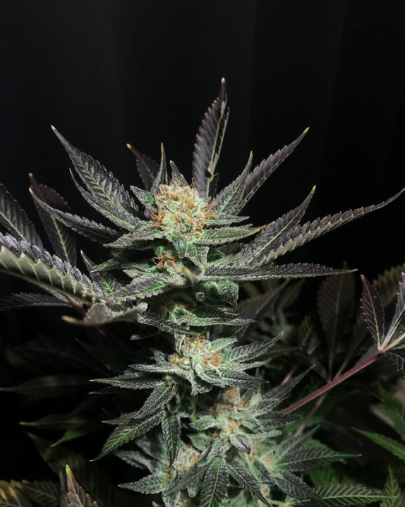 Lavender OG Feminised Cannabis Seeds